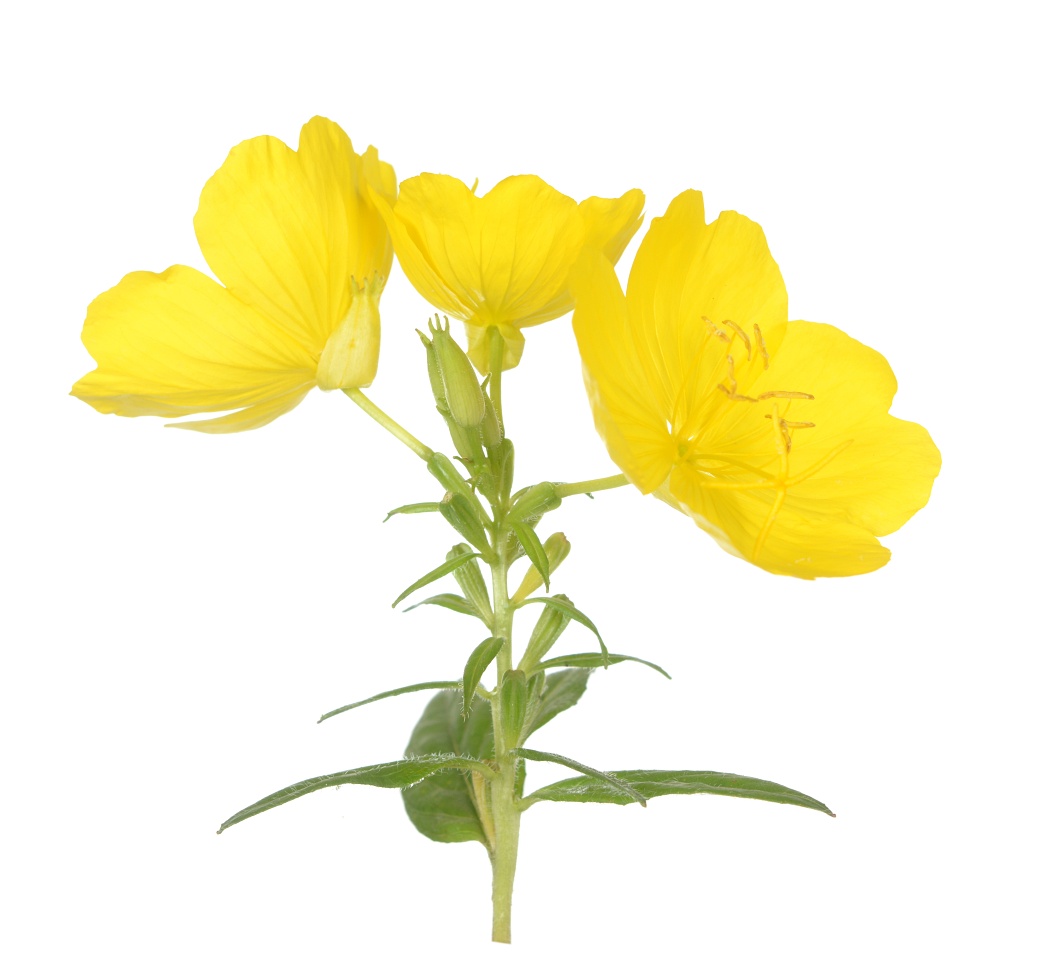 Как да изберем детски гумени ботуши? Ръководство за родители