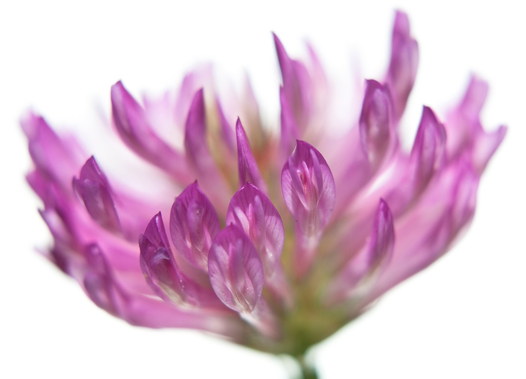 Как да изберем детски гумени ботуши? Ръководство за родители