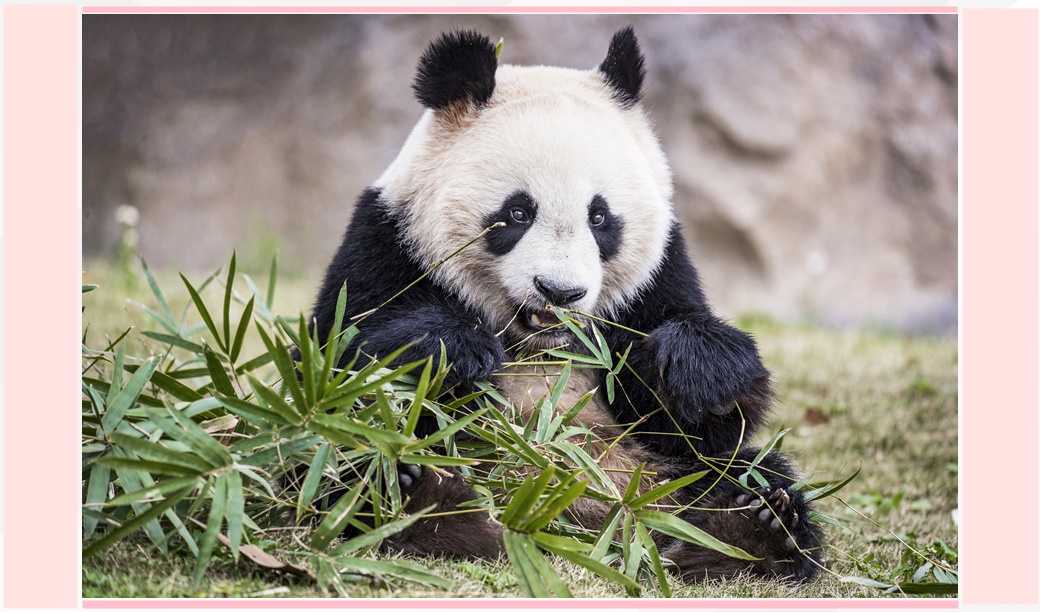 Как да изберем детски гумени ботуши? Ръководство за родители