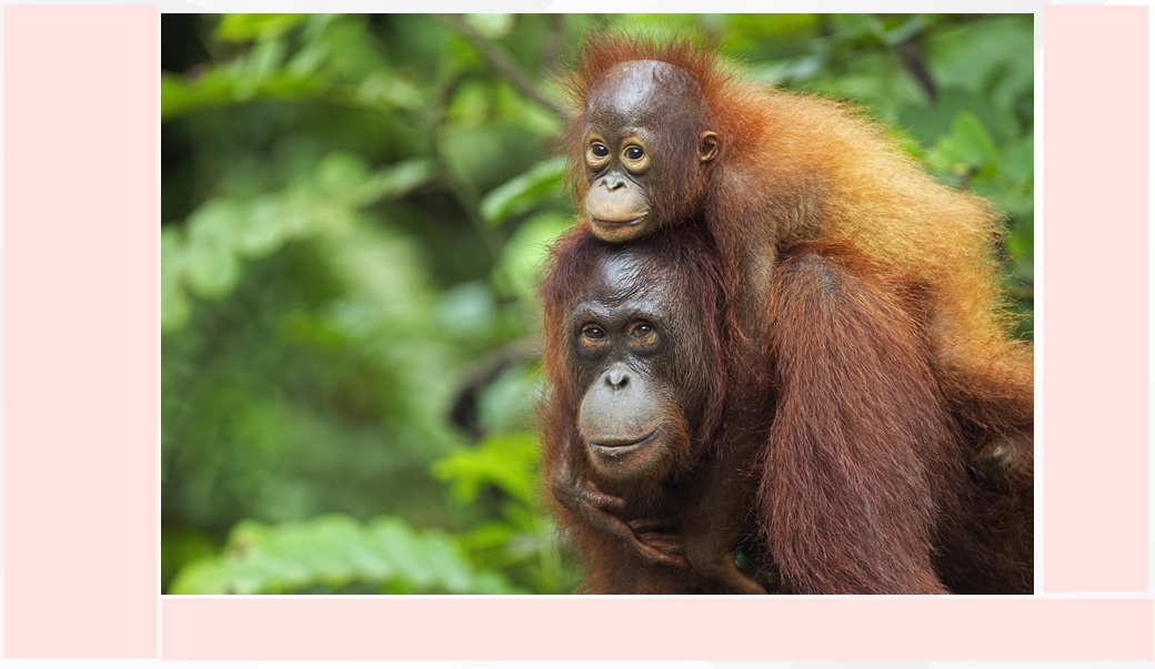 Как да изберем детски гумени ботуши? Ръководство за родители